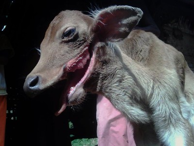 Anak Sapi Bermulut Serigala
