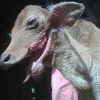Anak Sapi Bermulut Serigala Hebohkan Warga Madura