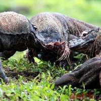 Kronologi Polemik Pulau Komodo Versi New7Wonder