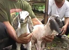 Kambing Tanpa Bulu Gegerkan Tangerang