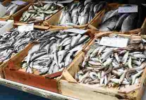 Ikan dengan Kandungan Merkuri yang Boleh Dimakan dan Tidak