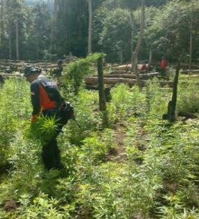 Polda Aceh Temukan Ladang Ganja Seluas 2 Hektar