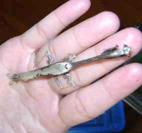 Belalang Aneh Gegerkan Warga Malang