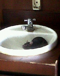 Hiii...Ada Tikus Berkeliaran di Terminal IB Bandara Soekarno-Hatta