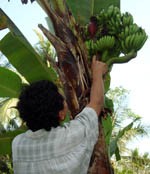 Pisang Bertandan Lima Diyakini Bisa Sembuhkan Beragam Penyakit