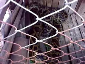 Ngeri! Ular Piton Jatuh dari Atap Kamar Juwariyah