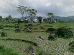 Dari mana batu di tengah Sawah?