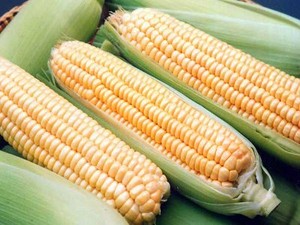 Jagung Atasi Sembelit