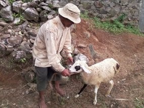 Domba Berkaki Tiga Kagetkan Warga Magelang 