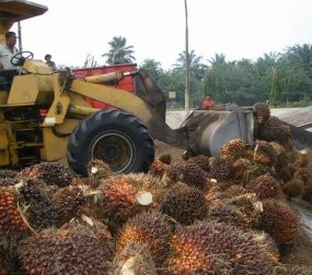 Bea Keluar Minyak Sawit Maret 2011 Dipatok 25%