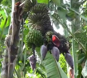 Pisang Bertandan Tiga Gegerkan Warga Nganjuk