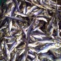 Cuaca Tak Menentu, Harga Ikan Kembali Naik Turun