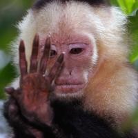 Pipis Monyet Terbukti Ampuh Bangkitkan Gairah Seks