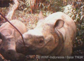 Induk dan Anak Badak Jawa Tertangkap Kamera di Ujung Kulon