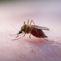 Mengendalikan Malaria dengan Jamur Transgenik