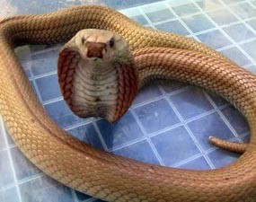 Kapolres Pacitan Duel dengan Kobra Saat akan Hadiri Kunjungan Menteri