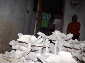 Jamur Raksasa Beraroma Wangi Hebohkan Warga Situbondo