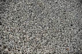 Ikan-ikan Didaur Ulang Menjadi Pupuk