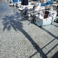 Misterius! Jutaan Ikan Mati Mengapung di Pantai Los Angeles