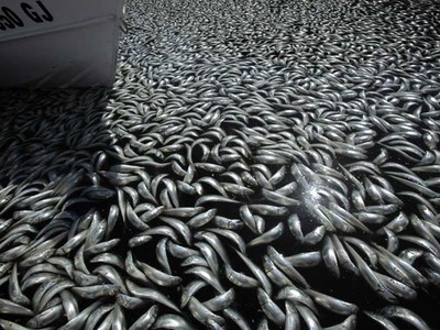Jutaan Ikan Mati Misterius