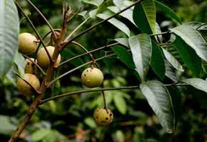 Daun Laban Abang Potensial Dijadikan Obat Kanker Payudara