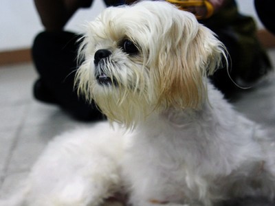 Salfa, Anjing Kesayangan Arumi Bachsin