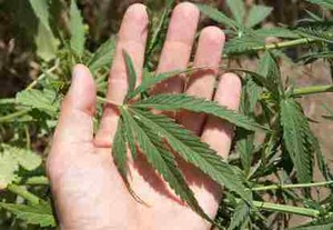 Mana yang Lebih Bahaya, Rokok atau Ganja?