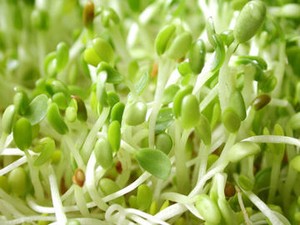 Sumber Penyakit Bisa Muncul dari Tauge dan Telur