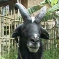 Blackbarry, Domba Tanduk Empat Pembawa Berkah