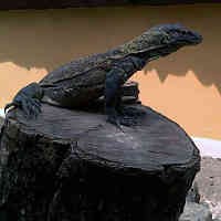 Raibnya Tiga Anakan Komodo KBS Secara Bergelombang