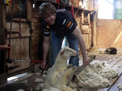 Vettel Cukur Bulu Domba