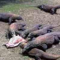 ProFauna Menduga Mafia Perdagangan Satwa Langka Terlibat