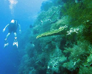 Menikmati Keindahan Bawah Laut Pulau Menjangan