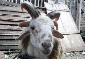 Domba Bertanduk Empat Hebohkan Warga Tangerang