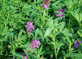 Daun Alfalfa, dari Sekadar Pakan Ternak Menjadi Obat Herbal