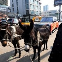 Kecewa Range Rover Mogok Terus, Dibalikin ke Diler Pakai Keledai