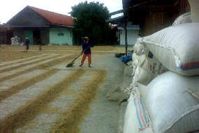 Bulog Beli Beras Petani 422 Ribu Ton