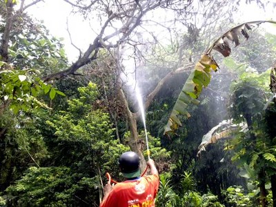 Membasmi Ulat Bulu
