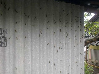 Teror Ulat Bulu di Probolinggo