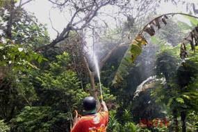 Hadapi Serangan Ulat Bulu, Doa Bersama akan Digelar di Tegalsawahan