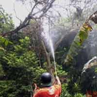 Serangan Ulat Bulu di Probolinggo Meluas di 7 Kecamatan