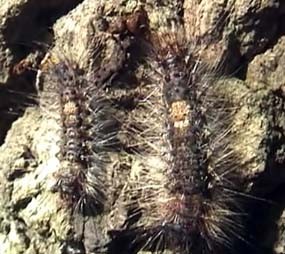 Ribuan Ulat Bulu di Jombang Disemprot Insektisida