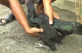 Unik! Ada Ayam Tanpa Sayap di Purworejo