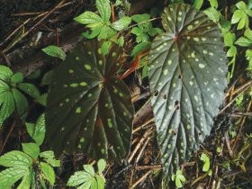 Begonia di Pagaralam Bukan Spesies Baru