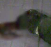 Pasutri Dibunuh di Rumahnya di Tomang