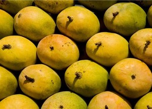 Makan Mangga Usus Jadi Sehat