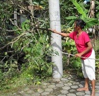 Serangan Ulat Bulu di Magelang Meluas