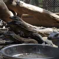 Buntut Hilangnya 3 Anakan Komodo, Dua Satpam KBS Diperiksa Polda