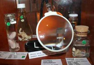 Koleksi Potongan Penis Manusia Ada di Museum Islandia