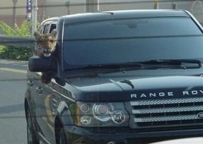 Wah! Harimau Jalan-jalan Naik Range Rover di Dubai